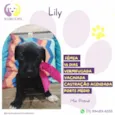 Lily