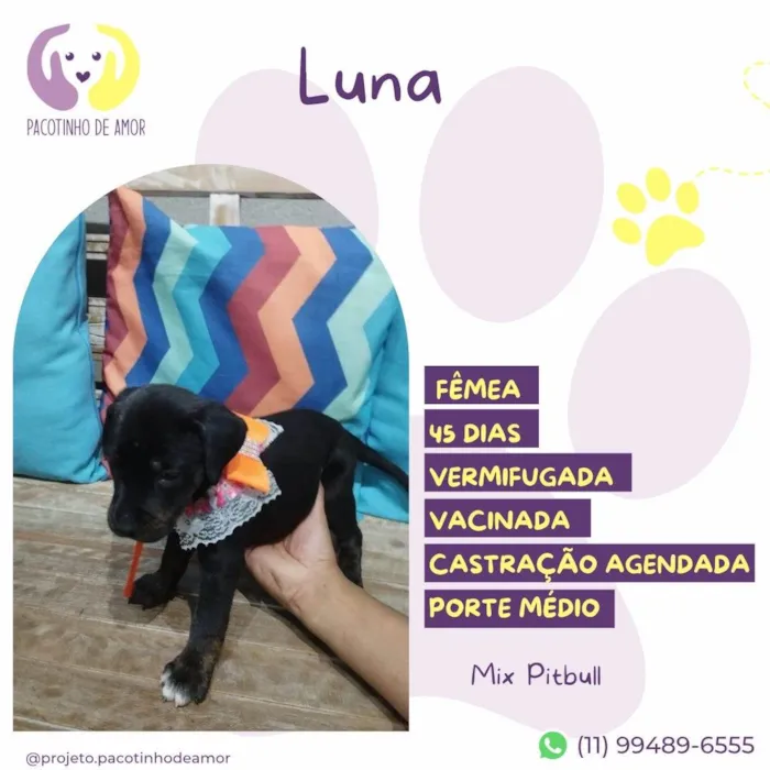 Cachorro ra a Mix Pitbull idade Abaixo de 2 meses nome Luna