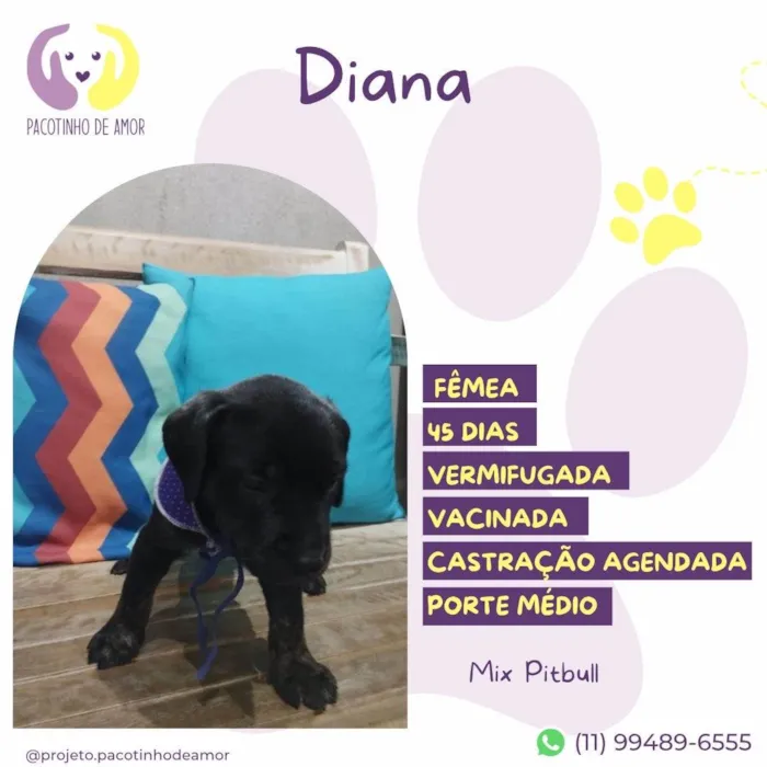 Cachorro ra a Mix Pitbull idade Abaixo de 2 meses nome Diana