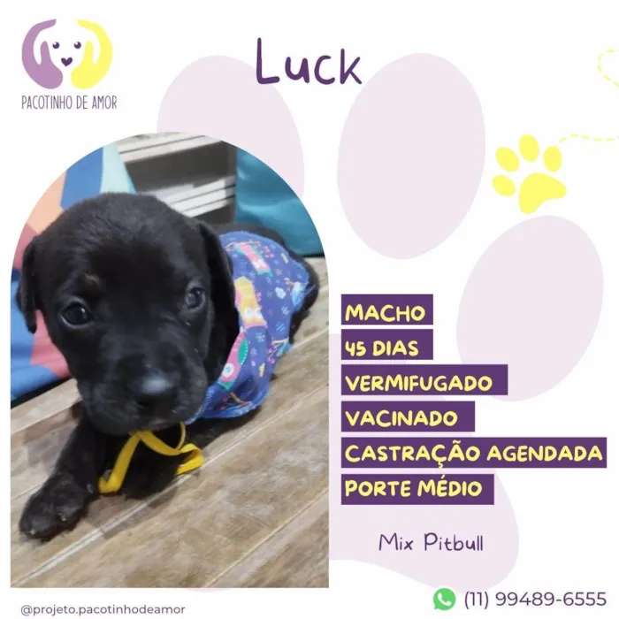 Cachorro ra a Mix Pitbull idade Abaixo de 2 meses nome Luck