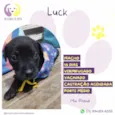 Luck