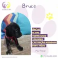 Bruce