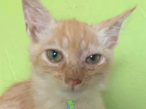 Gato raça Mestico  idade 2 a 6 meses nome Pingo 