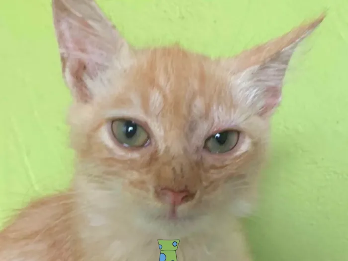Gato ra a Mestico  idade 2 a 6 meses nome Pingo 