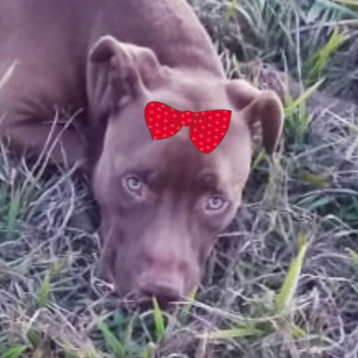 Cachorro ra a Pitbull  idade 1 ano nome Mel 