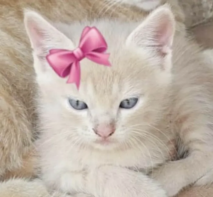 Gato ra a Mestica  idade 2 a 6 meses nome Angel 