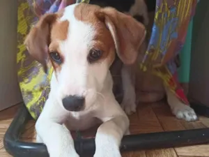 Cachorro raça SRD-ViraLata idade 2 a 6 meses nome Zezinho
