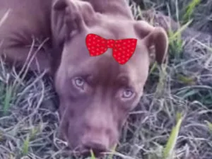 Cachorro raça Pitbull  idade 1 ano nome Mel 