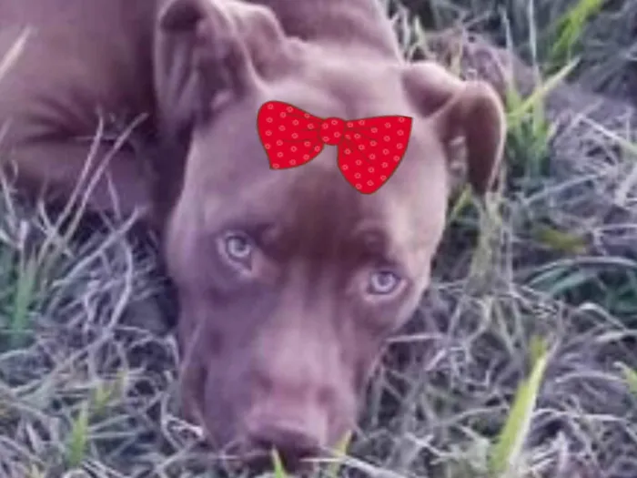 Cachorro ra a Pitbull  idade 1 ano nome Mel 