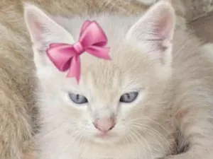 Gato raça Mestica  idade 2 a 6 meses nome Angel 