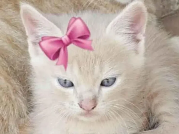 Gato ra a Mestica  idade 2 a 6 meses nome Angel 