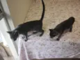 Casal de gatos cinza (3 meses e meio - castracão garantida)