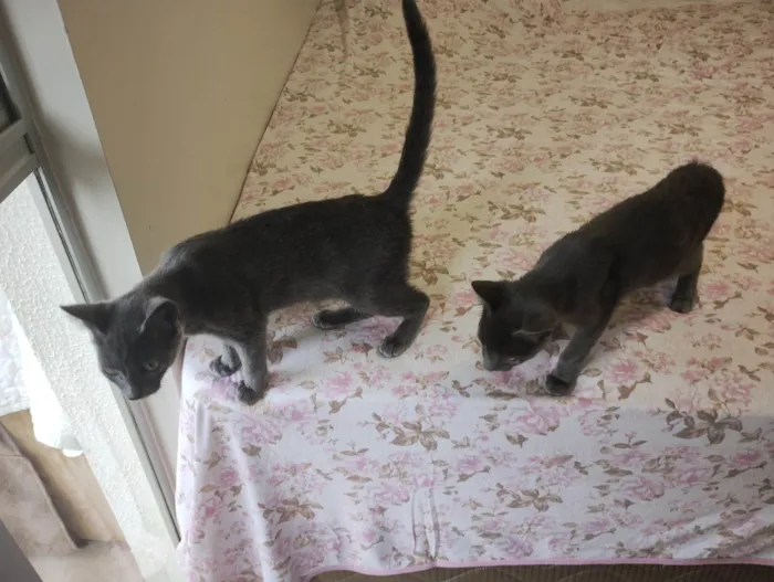 Gato ra a SRD-ViraLata idade 2 a 6 meses nome Casal de gatos cinza (3 meses e meio - castracão garantida)