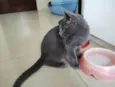 Casal de gatos cinza (3 meses e meio - castracão garantida)