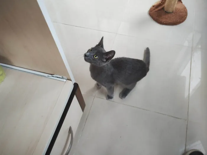 Gato ra a SRD-ViraLata idade 2 a 6 meses nome Casal de gatos cinza (3 meses e meio - castracão garantida)