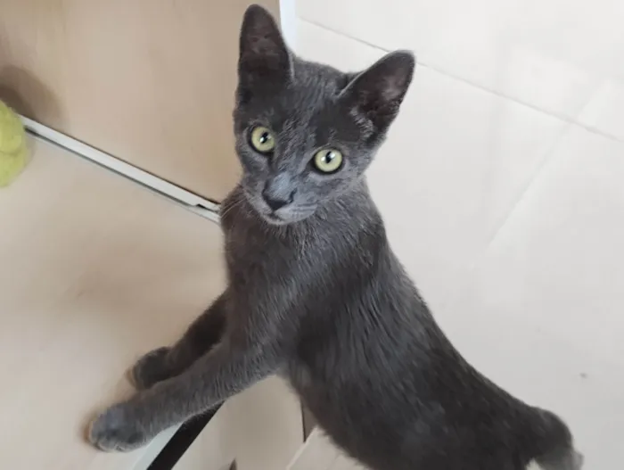 Gato ra a SRD-ViraLata idade 2 a 6 meses nome Casal de gatos cinza (3 meses e meio - castracão garantida)