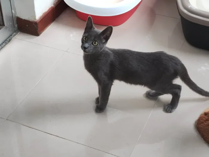 Gato ra a SRD-ViraLata idade 2 a 6 meses nome Casal de gatos cinza (3 meses e meio - castracão garantida)