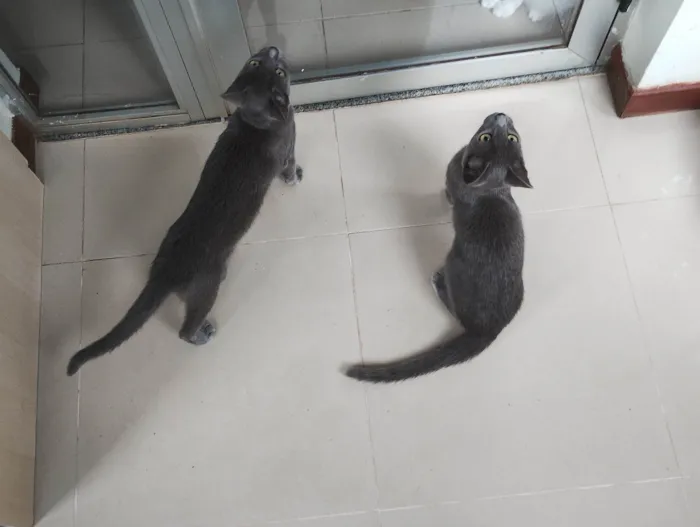 Gato ra a SRD-ViraLata idade 2 a 6 meses nome Casal de gatos cinza (3 meses e meio - castracão garantida)