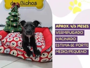 Cachorro raça SRD-ViraLata idade 2 a 6 meses nome Rony