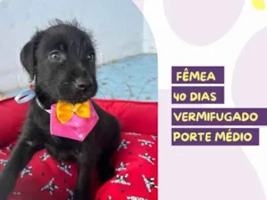 Cachorro raça SRD-ViraLata idade Abaixo de 2 meses nome Roxy
