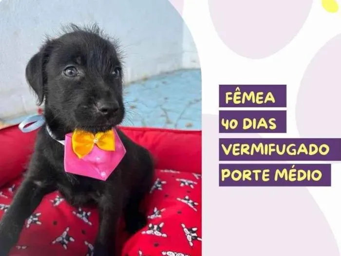Cachorro ra a SRD-ViraLata idade Abaixo de 2 meses nome Roxy