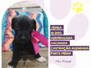 Cachorro raça Mix Pitbull idade Abaixo de 2 meses nome Lily