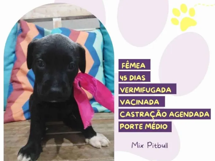 Cachorro ra a Mix Pitbull idade Abaixo de 2 meses nome Lily