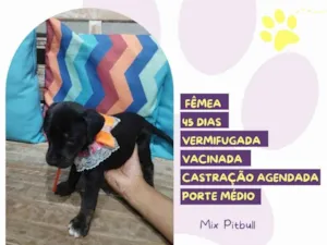 Cachorro raça Mix Pitbull idade Abaixo de 2 meses nome Luna