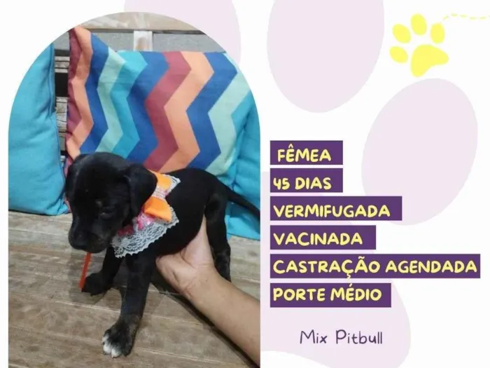 Cachorro ra a Mix Pitbull idade Abaixo de 2 meses nome Luna
