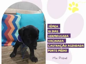Cachorro raça Mix Pitbull idade Abaixo de 2 meses nome Diana