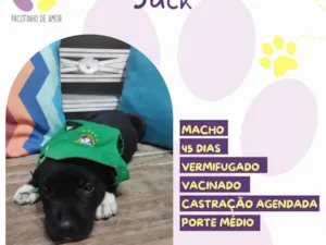 Cachorro raça SRD-ViraLata idade Abaixo de 2 meses nome Jack