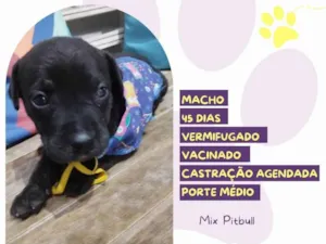 Cachorro raça Mix Pitbull idade Abaixo de 2 meses nome Luck