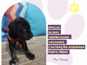 Cachorro raça Mix Pitbull idade Abaixo de 2 meses nome Bruce 