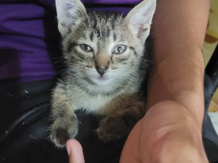 Gato ra a SRD-ViraLata idade Abaixo de 2 meses nome Fubica