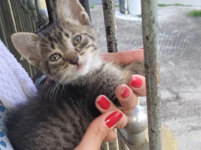 Gato ra a SRD-ViraLata idade Abaixo de 2 meses nome Fubica