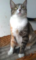 TYNNA