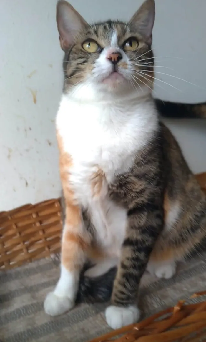 Gato ra a srd idade 1 ano nome TYNNA