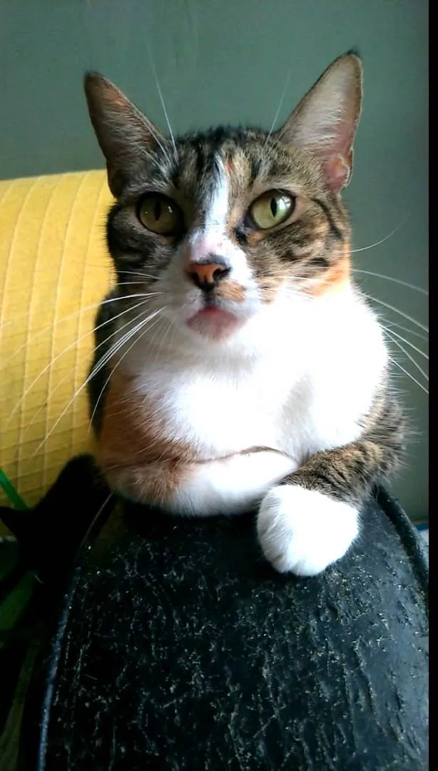 Gato ra a srd idade 1 ano nome TYNNA