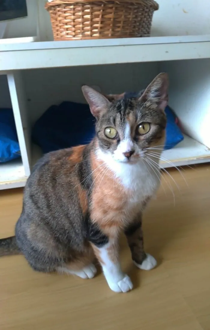 Gato ra a srd idade 1 ano nome TYNNA