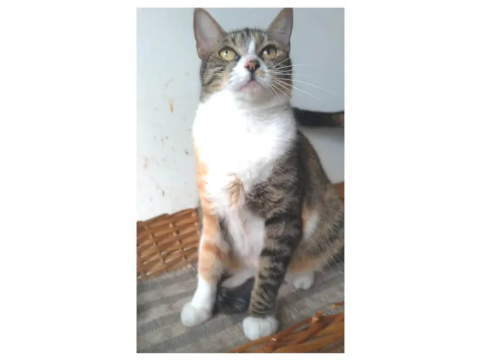 Gato ra a srd idade 1 ano nome TYNNA