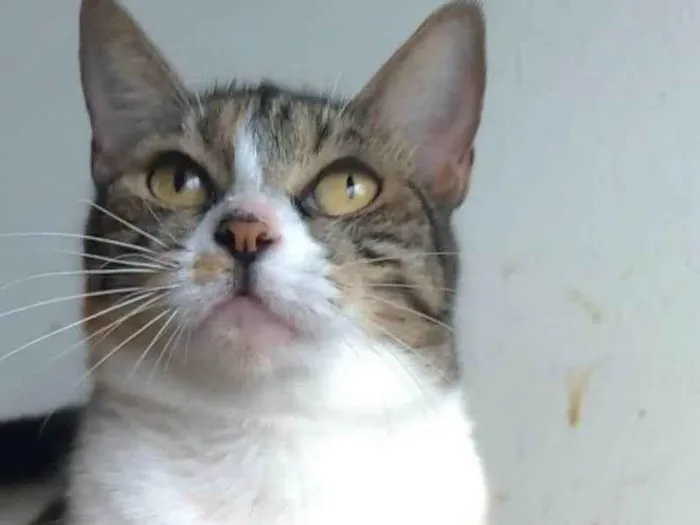 Gato ra a srd idade 1 ano nome TYNNA