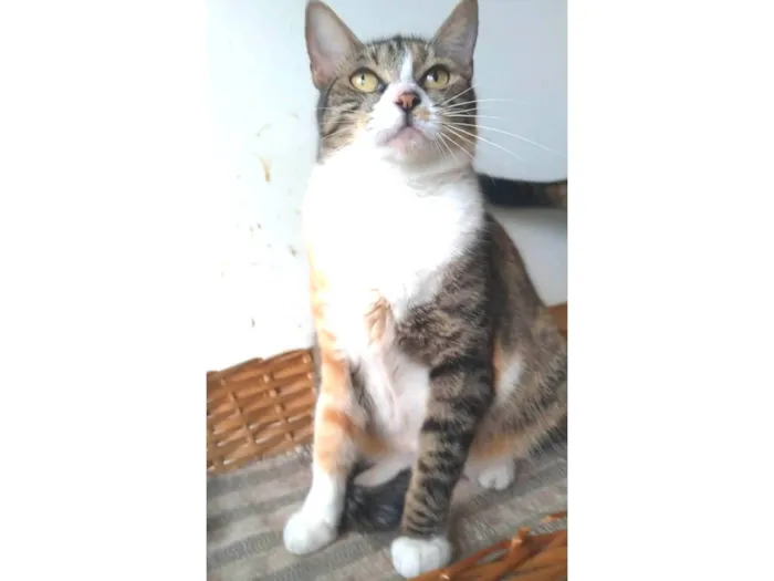 Gato ra a srd idade 1 ano nome TYNNA
