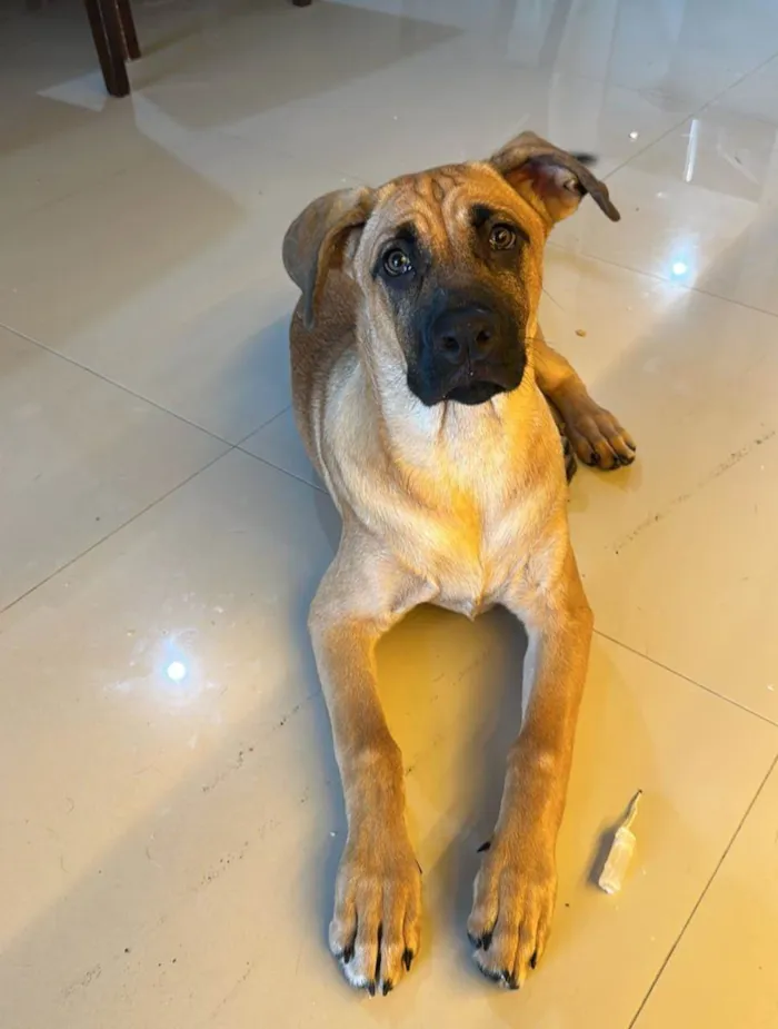 Cachorro ra a SRD-ViraLata idade 7 a 11 meses nome Duke