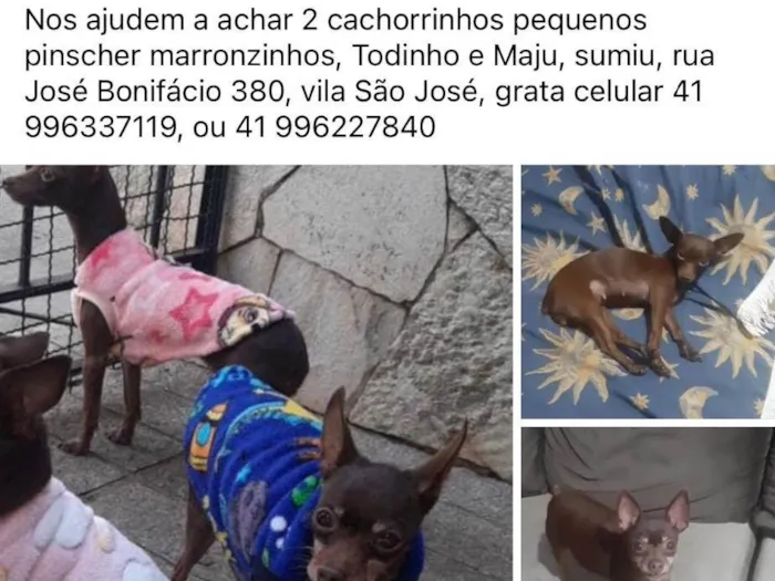 Cachorro ra a Pinscher idade 6 ou mais anos nome Todinho 