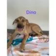 Dino