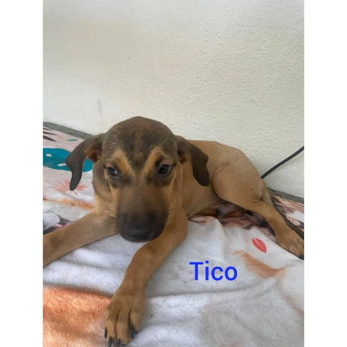 Cachorro ra a SRD-ViraLata idade 2 a 6 meses nome Tico 