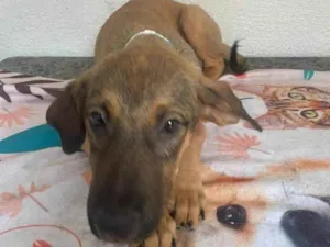 Cachorro raça SRD-ViraLata idade 2 a 6 meses nome Teco 