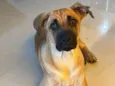 Duke