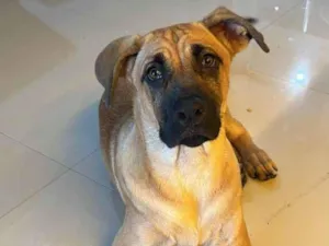 Cachorro raça SRD-ViraLata idade 7 a 11 meses nome Duke