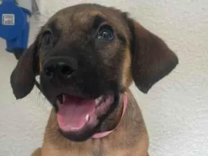 Cachorro raça SRD-ViraLata idade 2 a 6 meses nome Pedrita